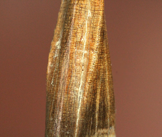 アルバートサウルスの希少な前上顎骨歯（その18）