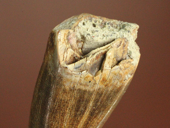 アルバートサウルスの希少な前上顎骨歯（その3）
