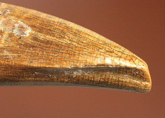 アルバートサウルスの希少な前上顎骨歯（その5）