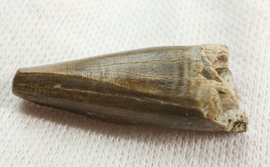 アルバートサウルスの希少な前上顎骨歯（その9）