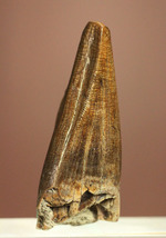 アルバートサウルスの希少な前上顎骨歯