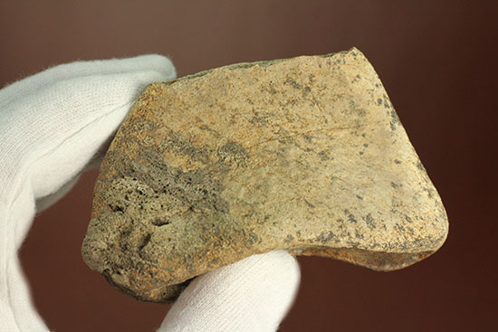 最大部８ｃｍ！指太っ！トリケラトプスの指の骨化石（その12）