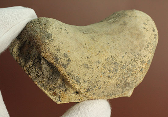 最大部８ｃｍ！指太っ！トリケラトプスの指の骨化石（その13）