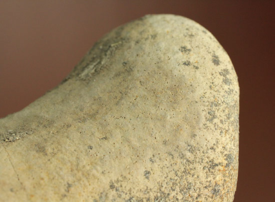 最大部８ｃｍ！指太っ！トリケラトプスの指の骨化石（その14）