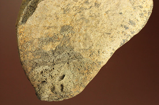 最大部８ｃｍ！指太っ！トリケラトプスの指の骨化石（その17）