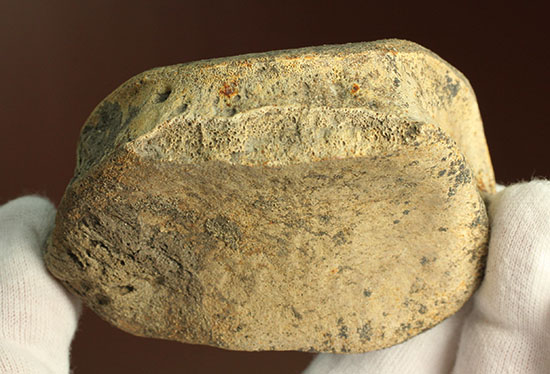 最大部８ｃｍ！指太っ！トリケラトプスの指の骨化石（その18）
