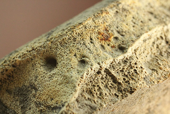 最大部８ｃｍ！指太っ！トリケラトプスの指の骨化石（その19）