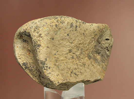 化石　C-９ Amazon | SCIENCE 化石標本 キマトセラス「オウムガイ（ペア）の