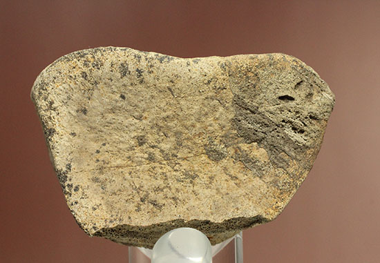 最大部８ｃｍ！指太っ！トリケラトプスの指の骨化石（その5）