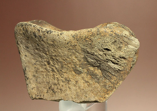 最大部８ｃｍ！指太っ！トリケラトプスの指の骨化石（その6）