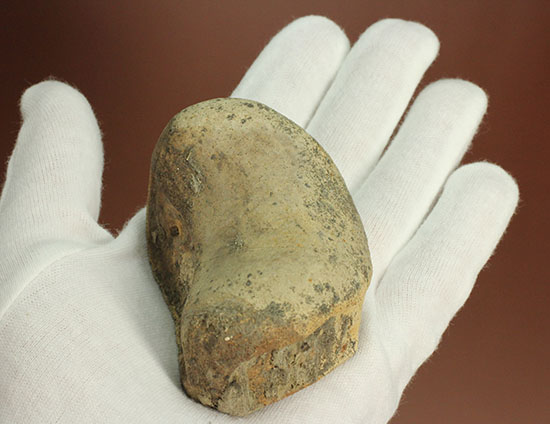 最大部８ｃｍ！指太っ！トリケラトプスの指の骨化石（その8）