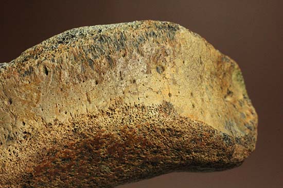 ぶっとい指！トリケラトプスの指骨化石（中間部分）（その14）