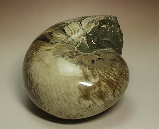 5kgを超える凄まじい存在感!古代の化け物オウムガイの化石(その12)