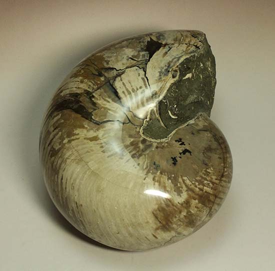 5kgを超える凄まじい存在感!古代の化け物オウムガイの化石(その13)