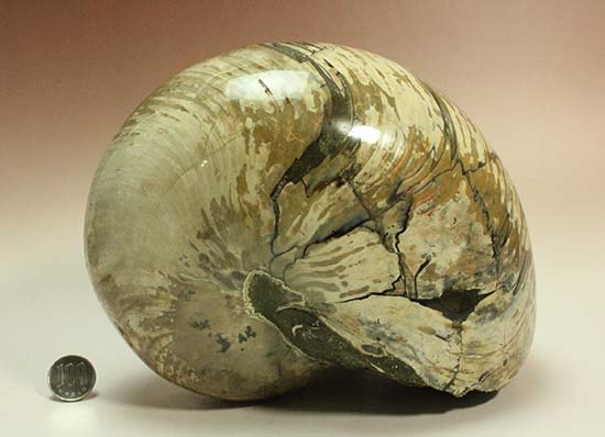 5kgを超える凄まじい存在感！古代の化け物オウムガイの化石
