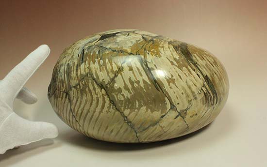 5kgを超える凄まじい存在感!古代の化け物オウムガイの化石(その3)