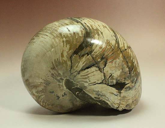 5kgを超える凄まじい存在感！古代の化け物オウムガイの化石（その4）