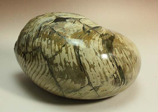 5kgを超える凄まじい存在感!古代の化け物オウムガイの化石(その5)