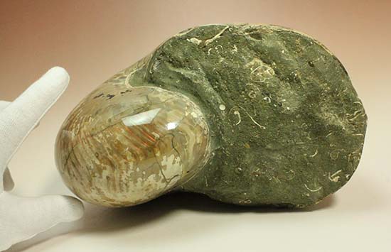 5kgを超える凄まじい存在感！古代の化け物オウムガイの化石