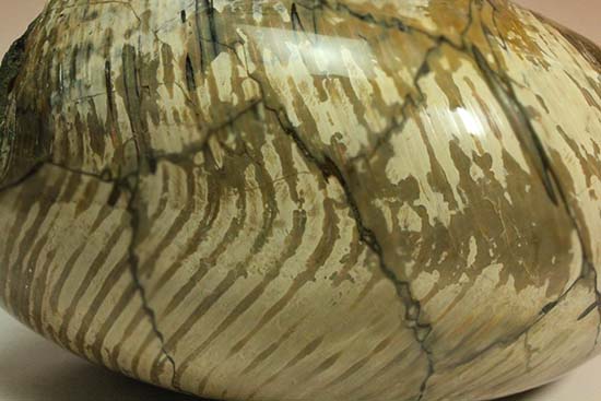 5kgを超える凄まじい存在感！古代の化け物オウムガイの化石（その8）