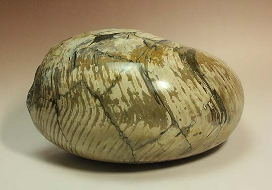 5kgを超える凄まじい存在感!古代の化け物オウムガイの化石(その9)