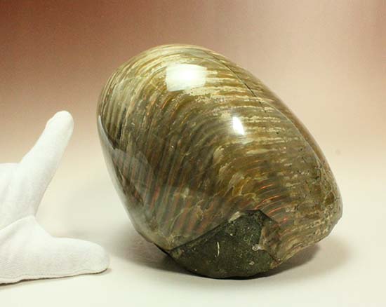 物凄いボリューム！古代にはこんなデカいオウムガイはいた