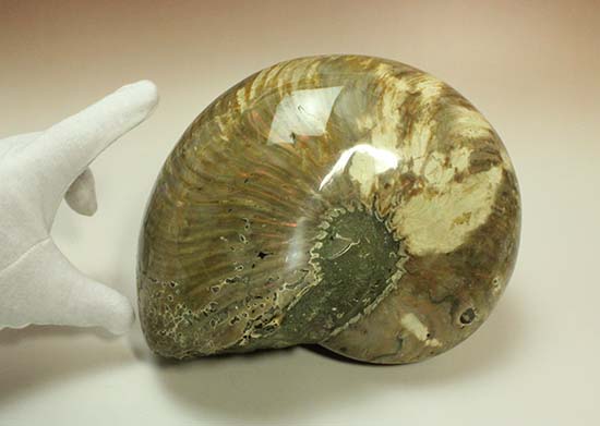 物凄いボリューム！古代にはこんなデカいオウムガイはいた