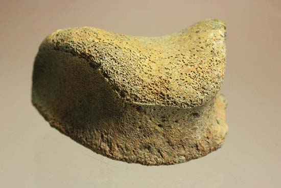トリケラトプスの指骨化石(中間部分)(その1)