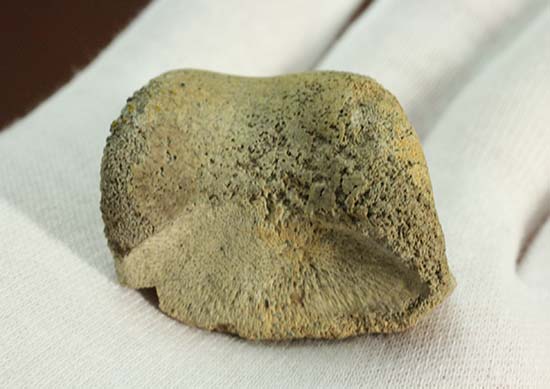 トリケラトプスの指骨化石(中間部分)(その14)