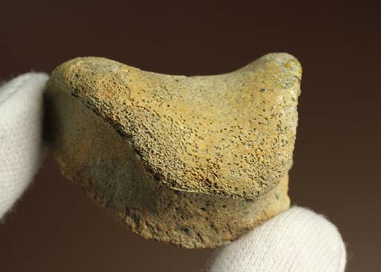 トリケラトプスの指骨化石(中間部分)(その17)