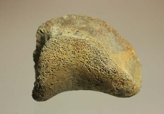 トリケラトプスの指骨化石(中間部分)(その2)