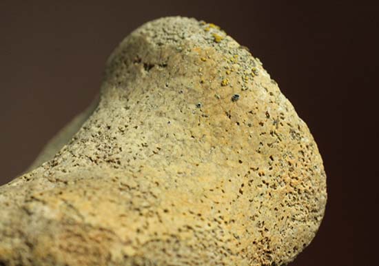 トリケラトプスの指骨化石(中間部分)(その4)
