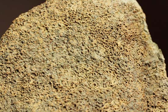 トリケラトプスの指骨化石(中間部分)(その6)