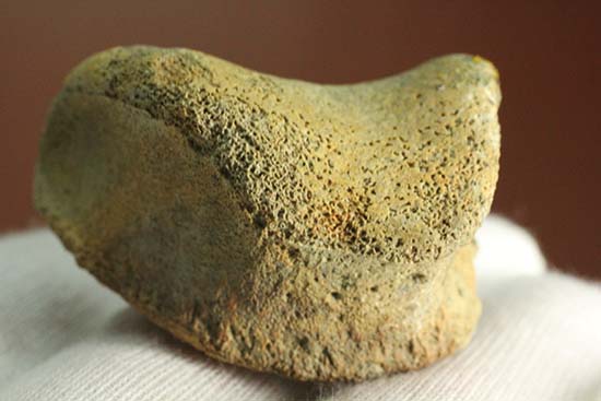 トリケラトプスの指骨化石(中間部分)(その8)