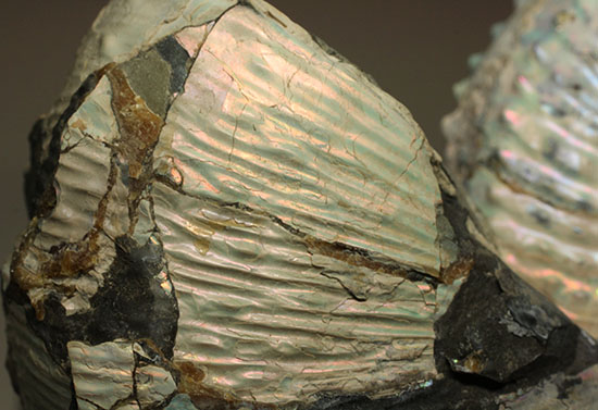 本来の美しい真珠層が保存されたホプロスカファイテス・ネブラセンシス（その10）