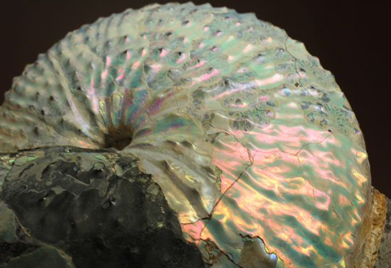 本来の美しい真珠層が保存されたホプロスカファイテス・ネブラセンシス（その11）