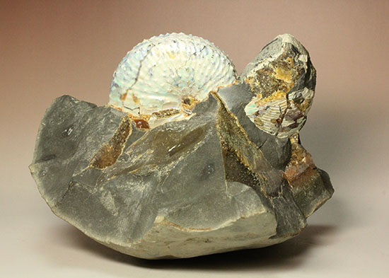 本来の美しい真珠層が保存されたホプロスカファイテス・ネブラセンシス（その14）