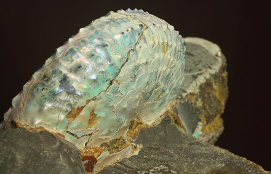 本来の美しい真珠層が保存されたホプロスカファイテス・ネブラセンシス（その15）