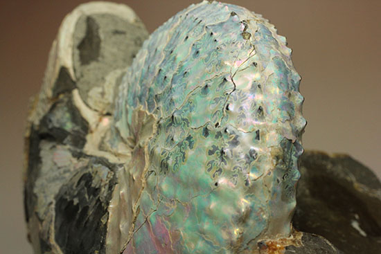本来の美しい真珠層が保存されたホプロスカファイテス・ネブラセンシス（その16）