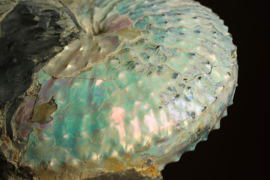 本来の美しい真珠層が保存されたホプロスカファイテス・ネブラセンシス（その17）