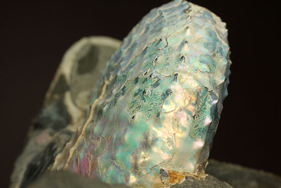 本来の美しい真珠層が保存されたホプロスカファイテス・ネブラセンシス（その18）