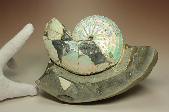 本来の美しい真珠層が保存されたホプロスカファイテス・ネブラセンシス（その19）