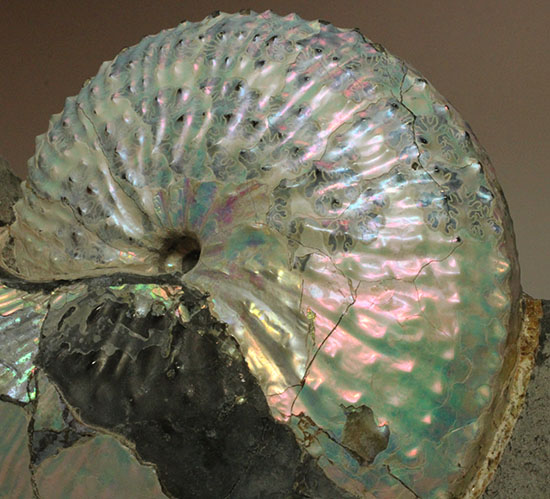 本来の美しい真珠層が保存されたホプロスカファイテス・ネブラセンシス（その3）