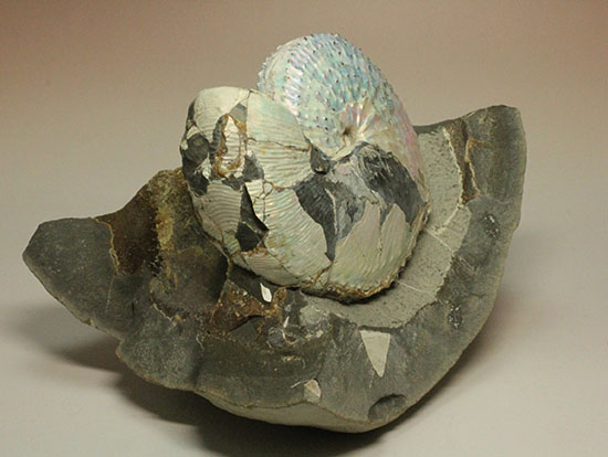 本来の美しい真珠層が保存されたホプロスカファイテス・ネブラセンシス（その5）