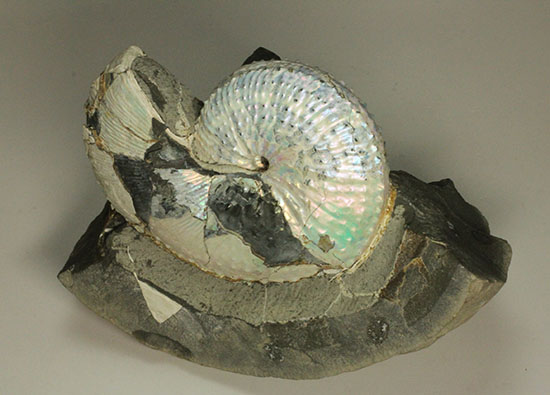 本来の美しい真珠層が保存されたホプロスカファイテス・ネブラセンシス（その6）