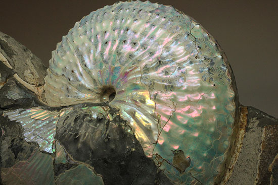 本来の美しい真珠層が保存されたホプロスカファイテス・ネブラセンシス（その8）