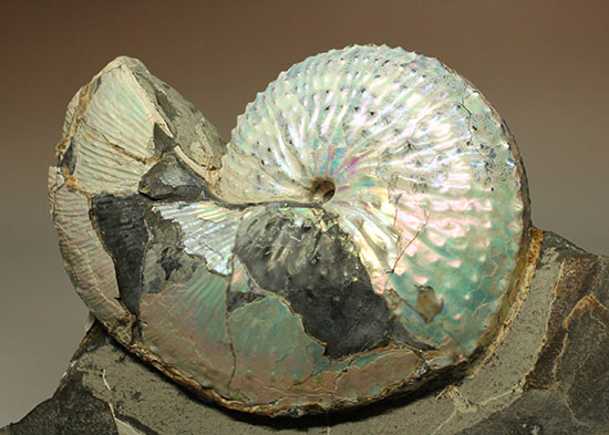 本来の美しい真珠層が保存されたホプロスカファイテス・ネブラセンシス（その9）