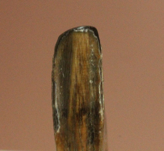 アルバートサウルスの子供の前上顎骨歯(Albertsaur Pre Max Tooth)（その3）