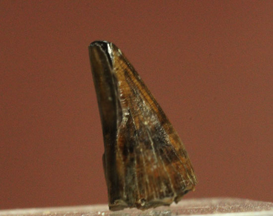 アルバートサウルスの子供の前上顎骨歯(Albertsaur Pre Max Tooth)（その4）