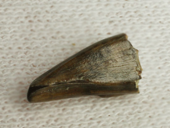 アルバートサウルスの子供の前上顎骨歯(Albertsaur Pre Max Tooth)（その6）